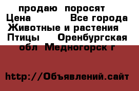 продаю  поросят  › Цена ­ 1 000 - Все города Животные и растения » Птицы   . Оренбургская обл.,Медногорск г.